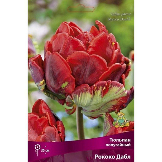 Луковицы Тюльпан попугайный, Рококо Дабл, 11-12/К, 7 шт