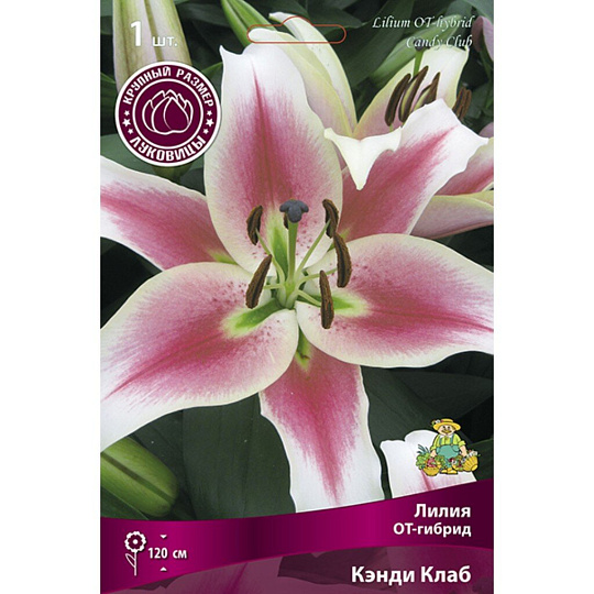 Луковицы Лилия ОТ-Гибрид, Кэнди Клаб, 16-18/К
