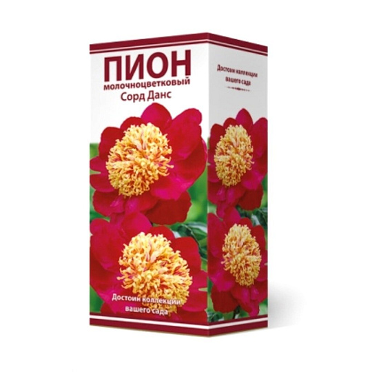 Пион молочноцветковый Сорд Данс, 2-3/Кор