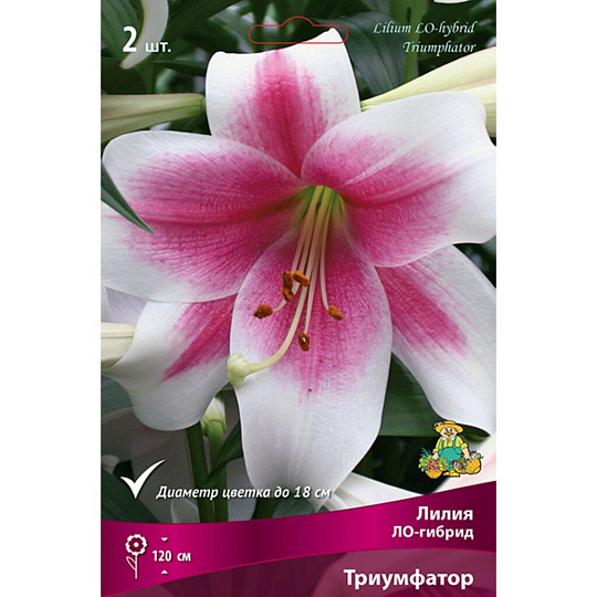 Луковицы Лилия ЛО-Гибрид, Триумфатор