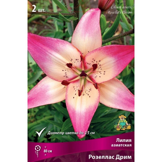 Луковицы Лилия азиатская, Розеллас Дрим, 14-16/К, 2 шт