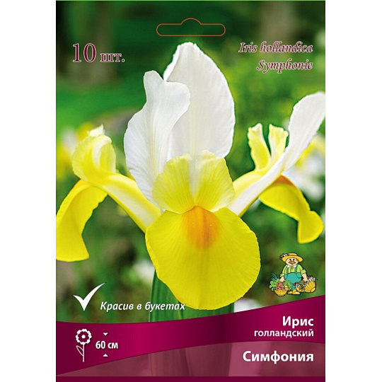 Луковицы Ирис голландский, Симфония, 7-8/К, 10 шт