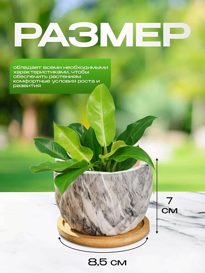 Горшок керамика, 0.2 л, 8.5х8.5х7 см, для кактусов и суккулентов, Мини, Y4-5358