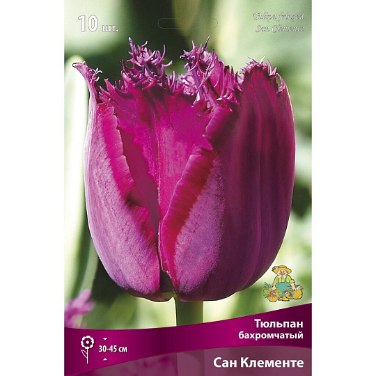 Луковицы Тюльпан бахромчатый, Сан Клементе, 11-12/К, 10 шт