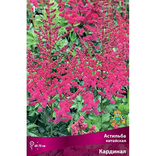 Корневище Астильба китайская, Кардинал