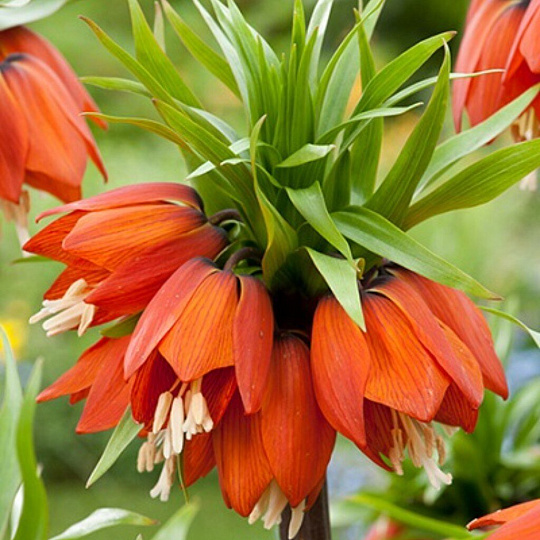 Луковицы Рябчик императорский, Вильям Рекс