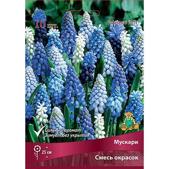 Луковицы Мускари, смесь окрасок, 6+/К, 10 шт