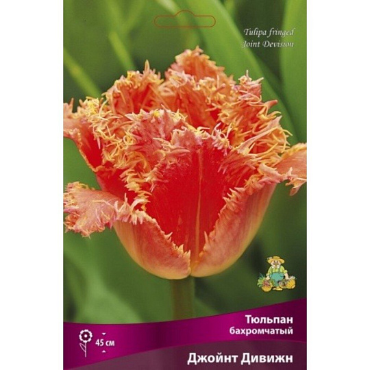 Луковицы Тюльпан бахромчатый, Джойнт Дивижн, 11-12/К, 7 шт