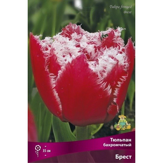 Луковицы Тюльпан бахромчатый, Брест, 11-12/К, 7 шт