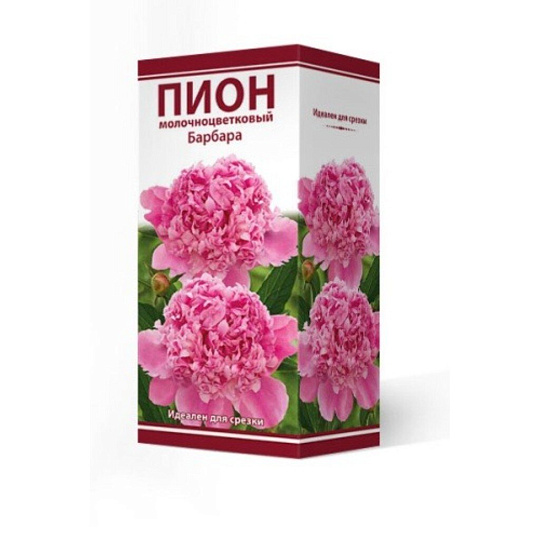 Пион молочноцветковый Барбара, 2-3/Кор