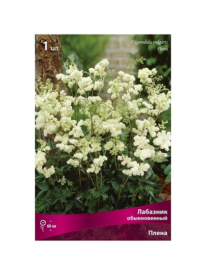 Корневище Лабазник обыкновенное, Плена