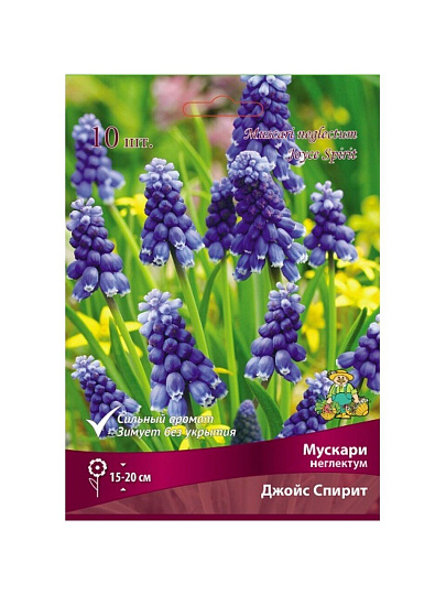 Луковицы Мускари, Неглектум Джойс Спирит, 7-8/К, 10 шт