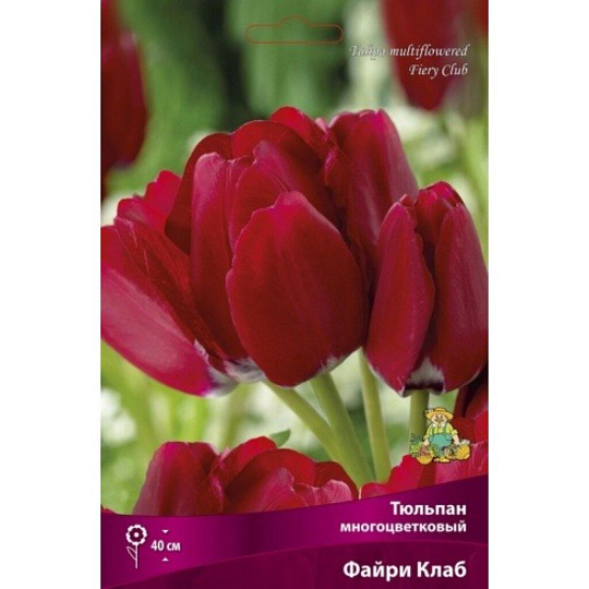Луковицы Тюльпан многоцветковый, Файри Клаб, 11-12/К, 7 шт
