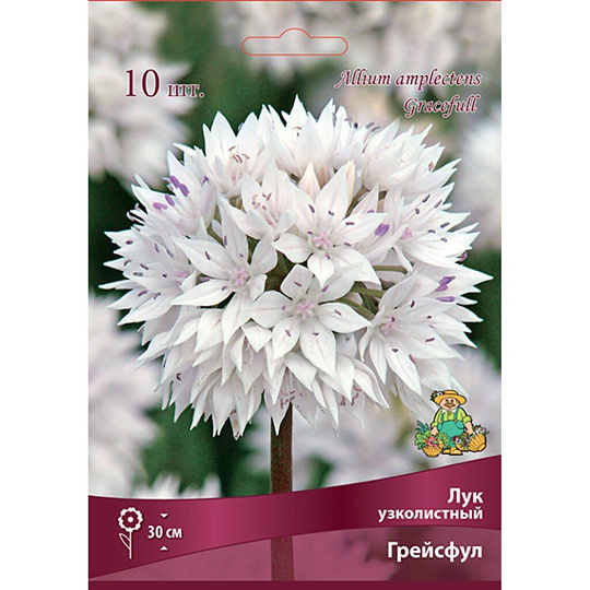 Луковицы Лук узколистный, Грейсфул, 6+/К, 10 шт