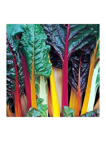 Семена Мангольд, Весенняя радуга, 1 г, цветная упаковка, Аэлита