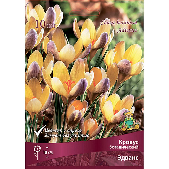 Луковицы Крокус ботанический, Эдванс, 5-7/К, 10 шт