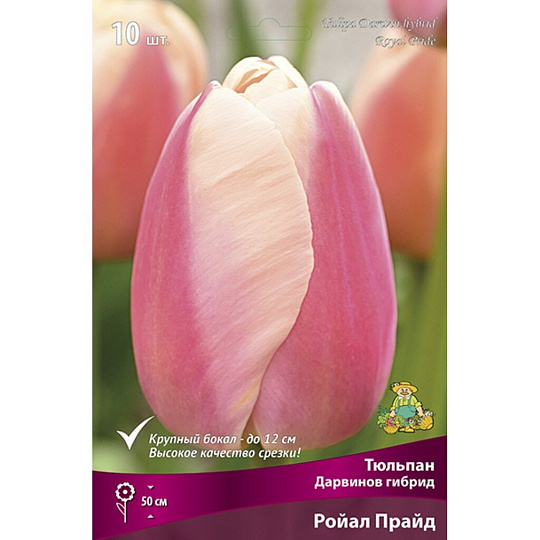 Луковицы Тюльпан Дарвинов гибрид, Ройал Прайд, 11-12/К, 10 шт