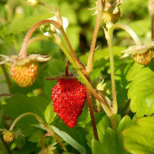 Семена Земляника, Александрина, 0.05 г, цветная упаковка, Русский огород