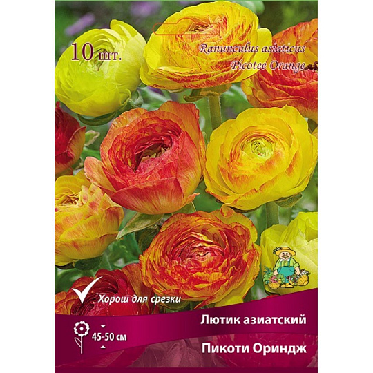 Луковицы Лютик, Пикоти Ориндж