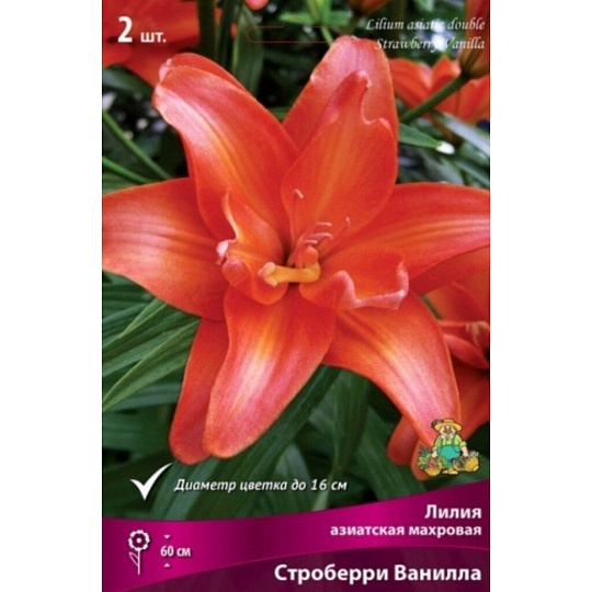 Луковицы Лилия азиатская, Строберри Ванилла, 14-16/К, 2 шт