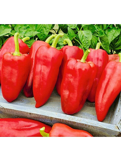 Семена Перец сладкий, Ласточка, 0.3 г, цветная упаковка, Русский огород