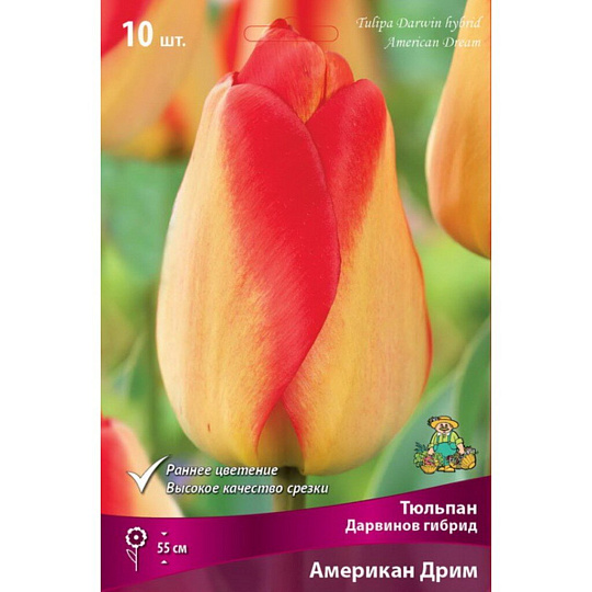 Луковицы Тюльпан Дарвинов гибрид, Американ Дрим, 11-12/К, 10 шт