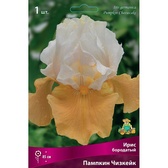 Луковицы Ирис бородатый, Пампкин Чизкейк