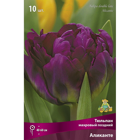 Луковицы Тюльпан махровый поздний, Аликанте, 11-12/К, 10 шт