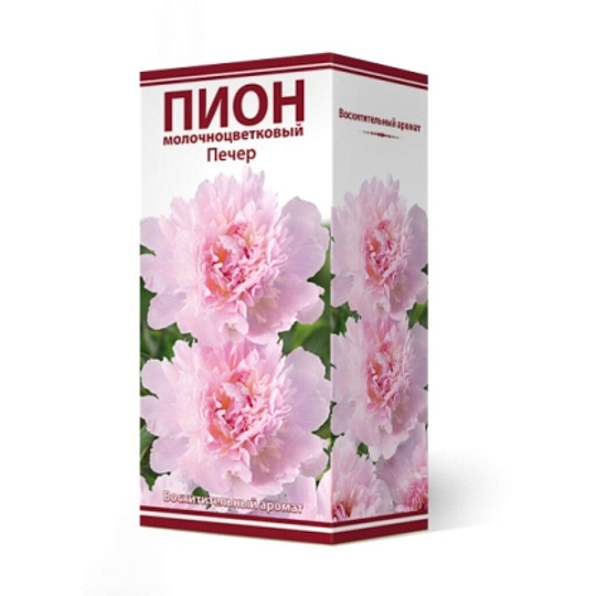 Пион молочноцветковый Печер, 2-3/Кор