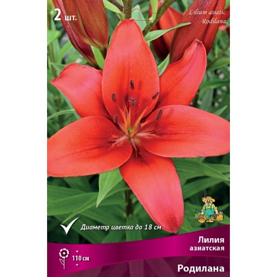 Луковицы Лилия азиатская, Родилана, 14-16/К, 2 шт