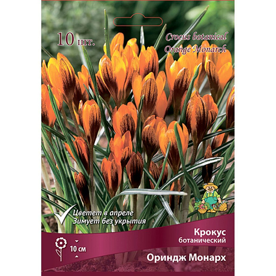 Луковицы Крокус ботанический, Ориндж Монарх, 5-7/К, 10 шт