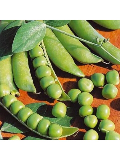 Семена Горох, Альфа, 10 г, цветная упаковка, Русский огород