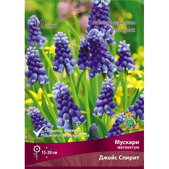 Луковицы Мускари, Неглектум Джойс Спирит, 7-8/К, 10 шт