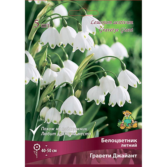 Луковицы Белоцветник летний, Гравети Джайант, 10-12/К, 5 шт