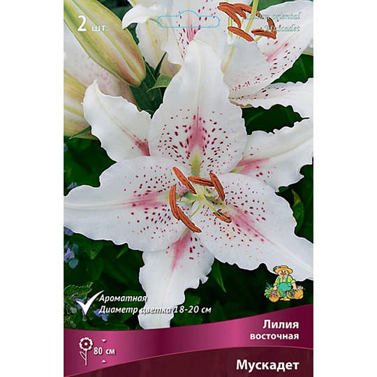 Луковицы Лилия восточная, Мускадет, 14-16/К, 2 шт