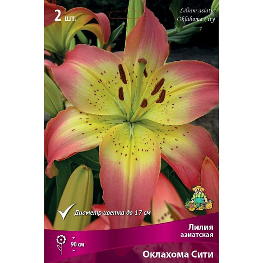 Луковицы Лилия азиатская, Оклахома Сити, 14-16/К, 2 шт