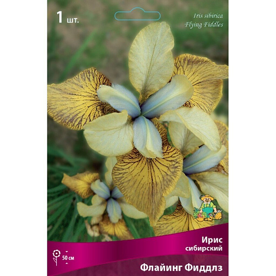 Луковицы Ирис сибирский, Флайинг Фиддлз