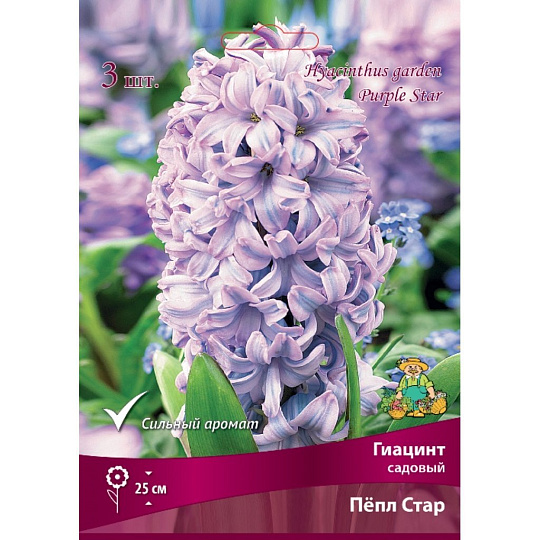 Луковицы Гиацинт садовый, Пепл Стар, 15-16/К, 3 шт
