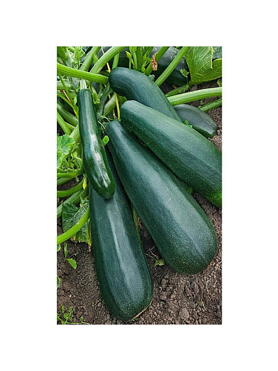 Семена Кабачок-цуккини, Скворушка, 4 г, 200%, цветная упаковка, Русский огород