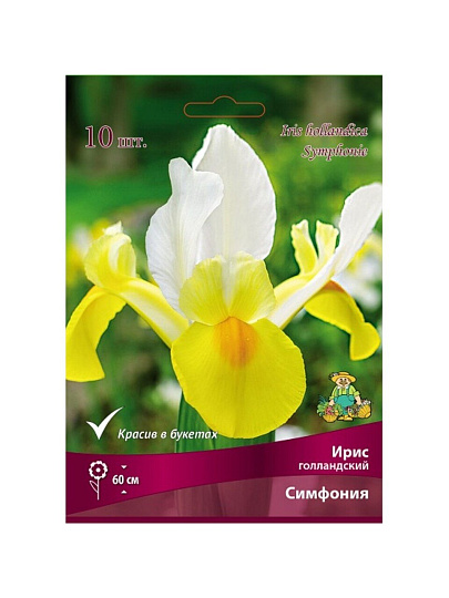 Луковицы Ирис голландский, Симфония, 7-8/К, 10 шт