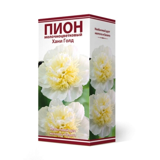 Пион молочноцветковый Хани Голд, 2-3/Кор