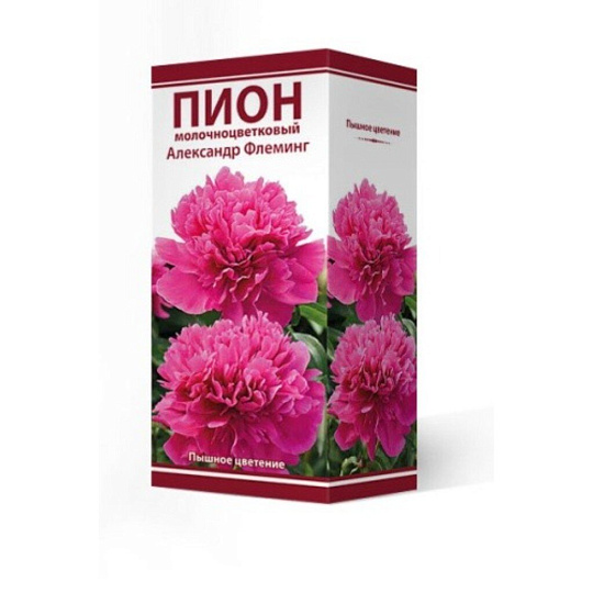 Пион молочноцветковый Александр Флеминг, 2-3/Кор
