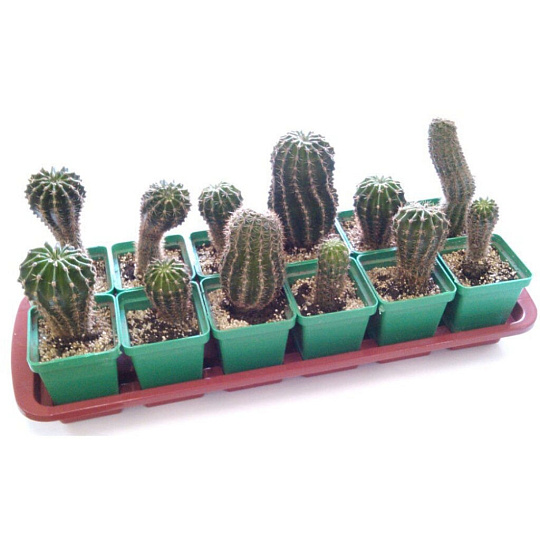 Набор для рассады 300 мл, 470х235х125 мм, Урожай-18 Макси, 18 стаканчиков, разборный, Агропласт