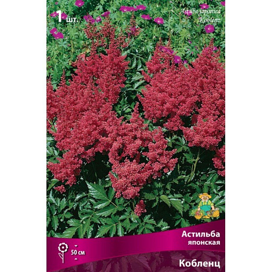 Корневище Астильба японская, Кобленц