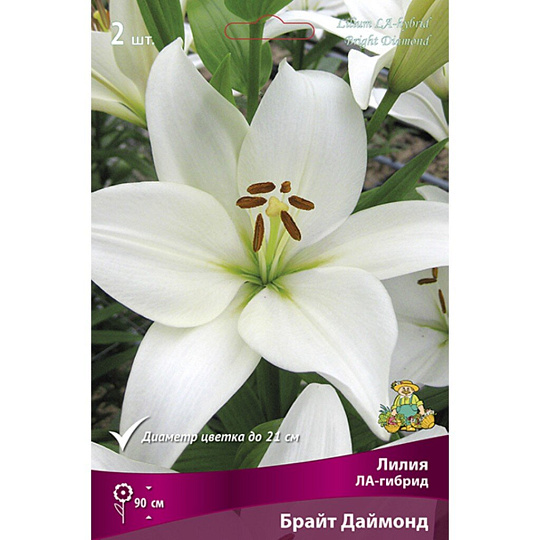 Луковицы Лилия ЛА-Гибрид, Брайт Даймонд, 14-16/К, 2 шт
