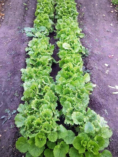 Семена Салат кочанный, Кучерявец Одесский, 1 г, цветная упаковка, Русский огород