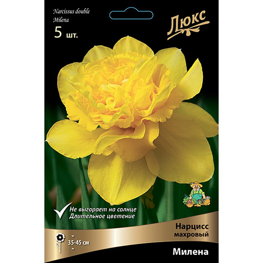 Луковицы Нарцисс махровый, Милена с кашпо, 12-14/К, 5 шт