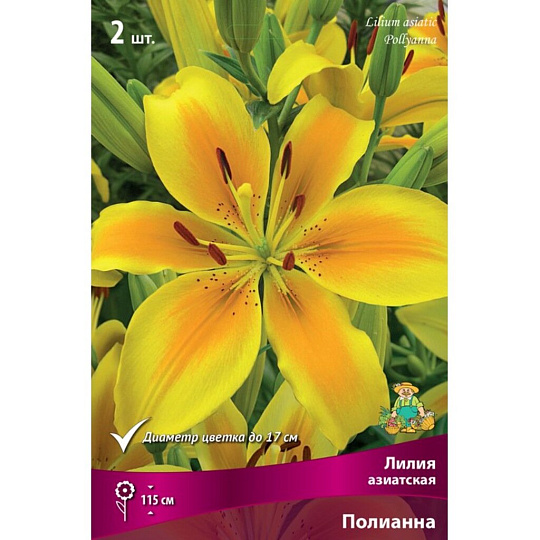 Луковицы Лилия азиатская, Полианна, 14-16/К, 2 шт