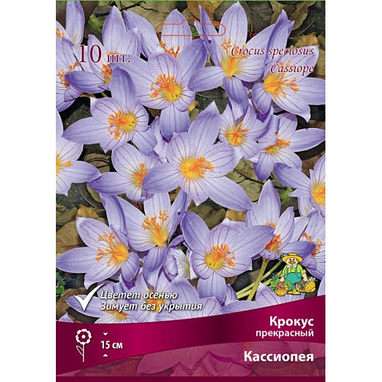 Луковицы Крокус прекрасный, Кассиопея