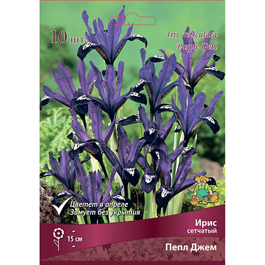 Луковицы Ирис сетчатый, Пепл Джем, 6+/К, 10 шт